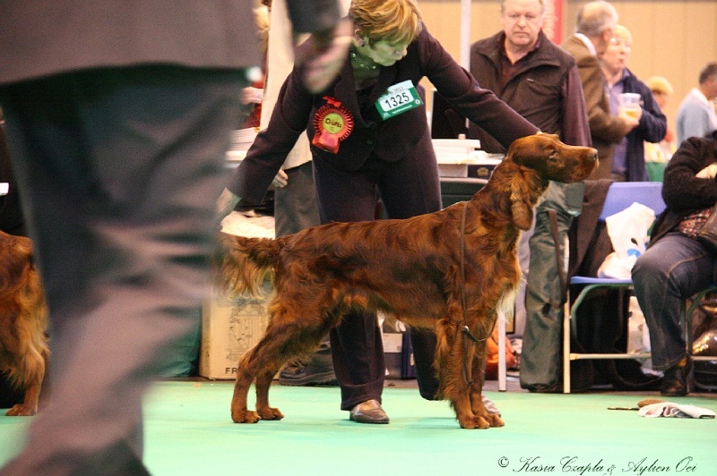 Crufts2011_2 154.jpg